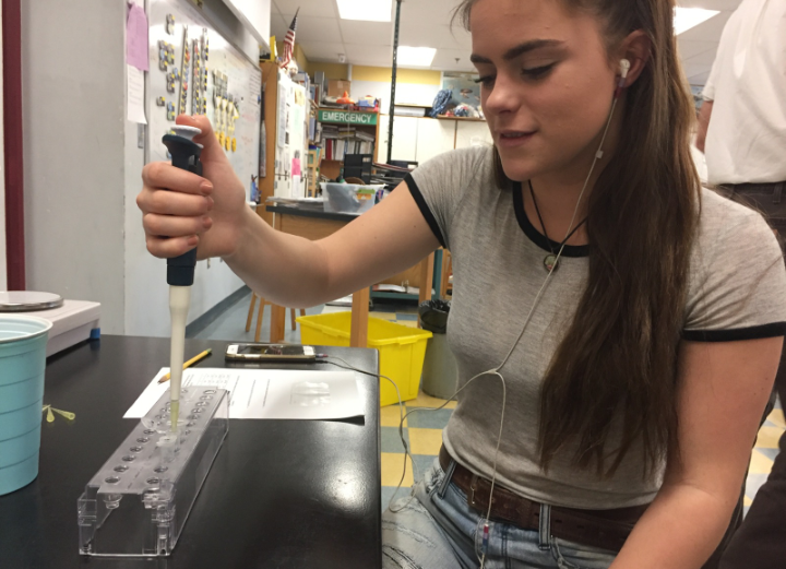 Senior+Ellen+Pereira+experimenting+during+a+lab+in+her+science+class.+Thanks+to+the+%24110%2C000+grant+awarded+to+Gloucester+schools%2C+more+hands+on+Biotech+opportunities+will+be+available+for+students.+
