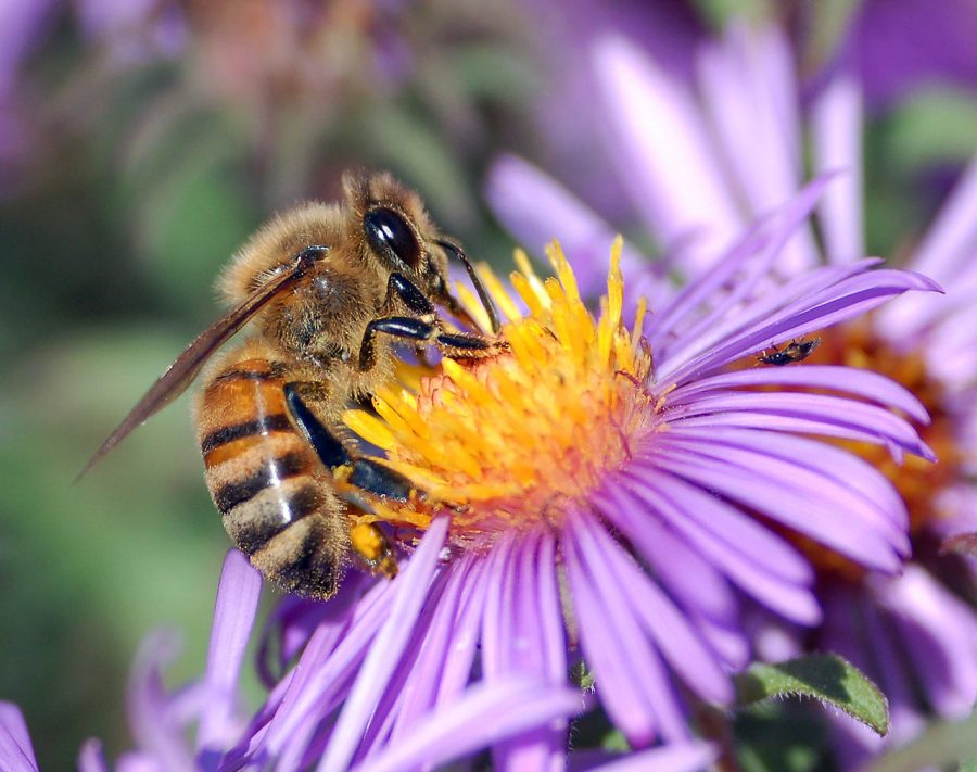 Opinion: Save the bees
