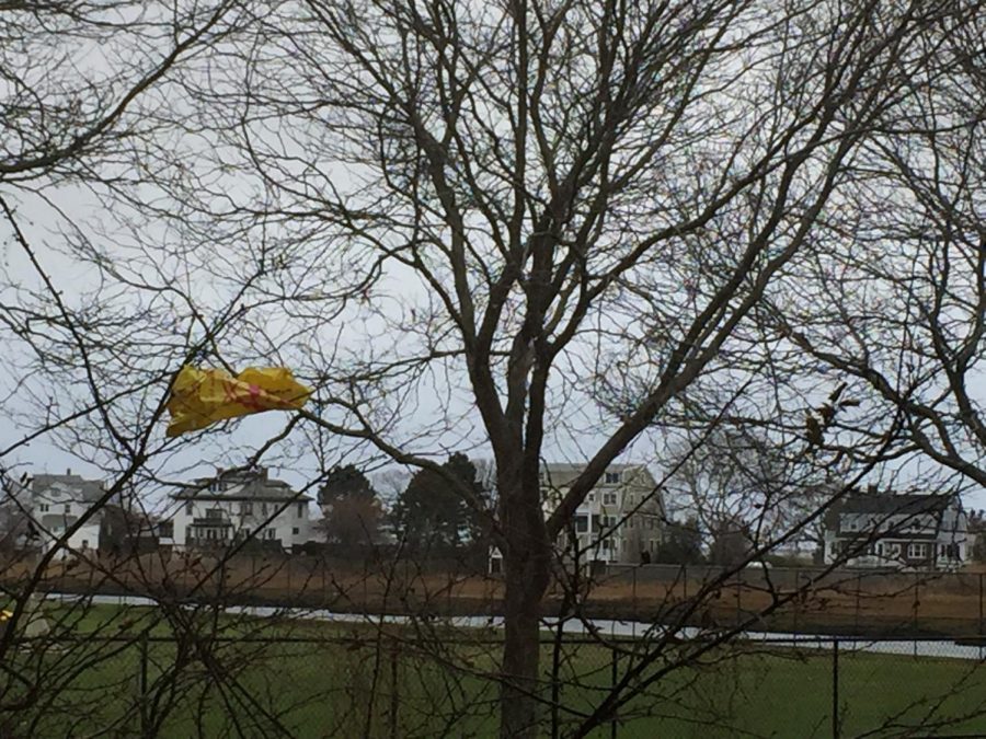 A plastic bag hangs from a tree outside GHS
