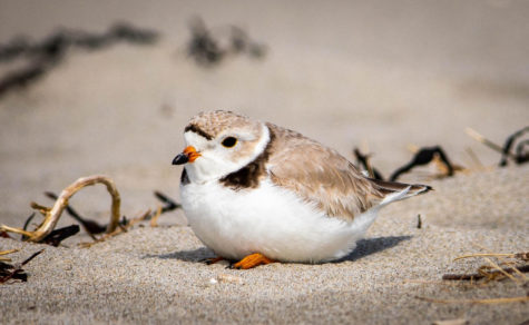 One of Good Harbors Piping Plovers rests in the sand.