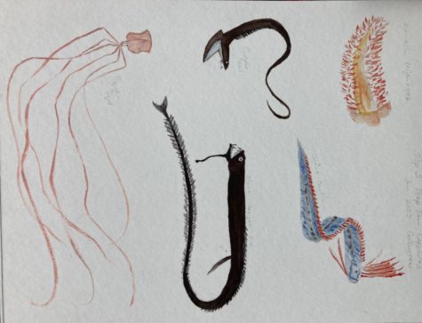 Evelyn Porters watercolor depiction of The Gillnetters top five deep sea creatures. 