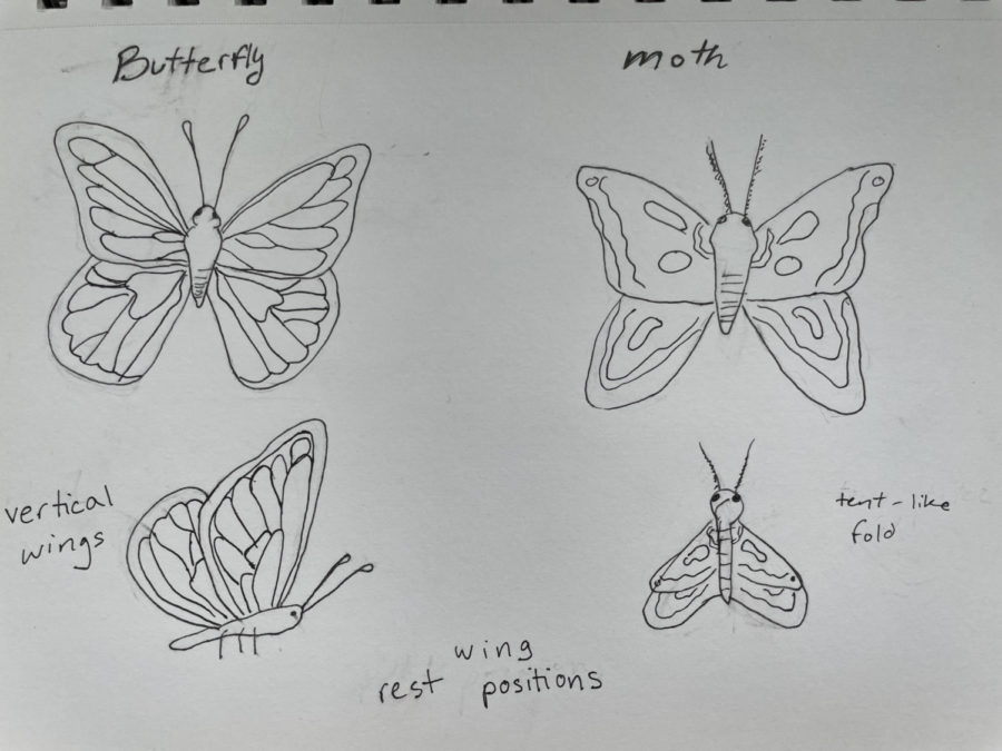 Artistic representation of a standard moth and butterfly structures
