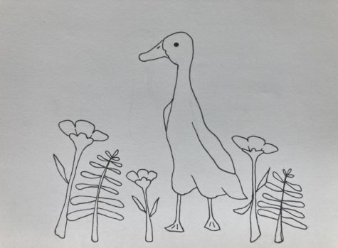 Runner Duck in a Garden pen sketch by Evelyn Porter