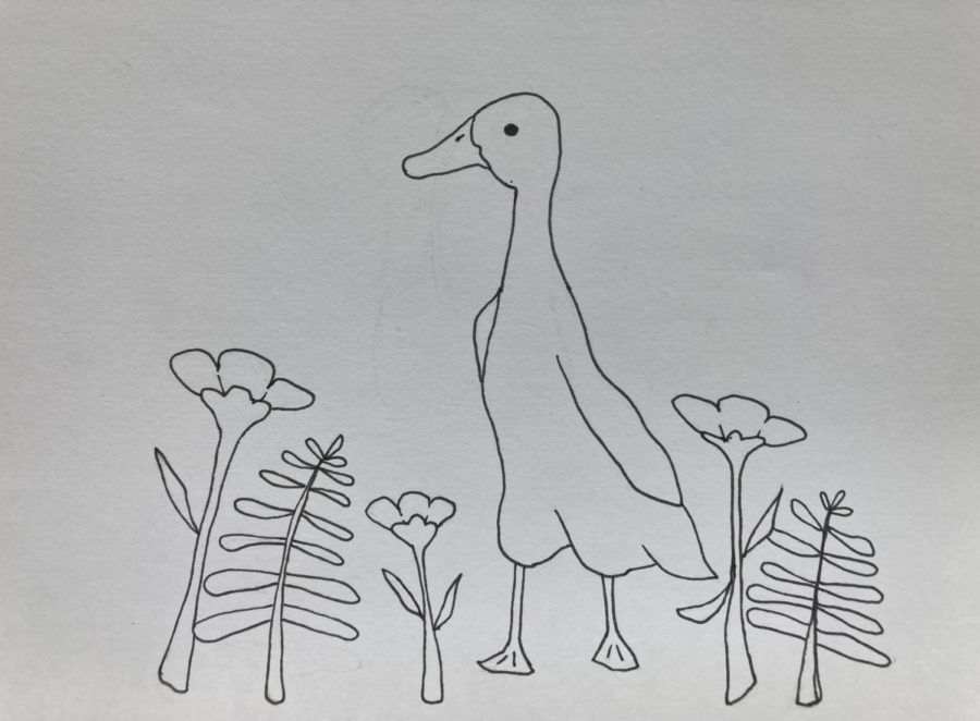 Runner+Duck+in+a+Garden+pen+sketch+by+Evelyn+Porter