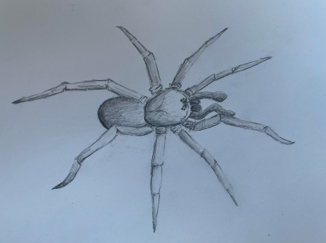 Evelyn Porters pencil sketch of the newly discovered trapdoor spider  species, the Euoplos Dignitas. 