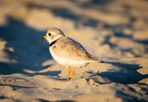Keep the plovers safe