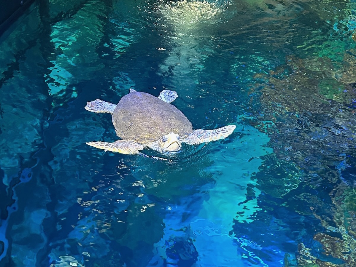 STEM students admire this Green Sea Turtle at the top tank in the New England Aquarium