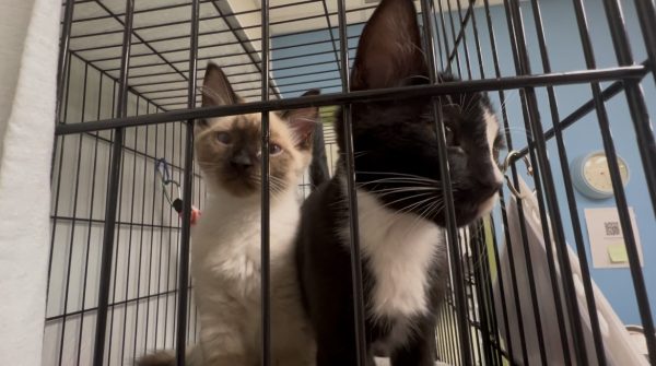 Two kittens at Cape Ann Animal Aid waiting for a forever home.