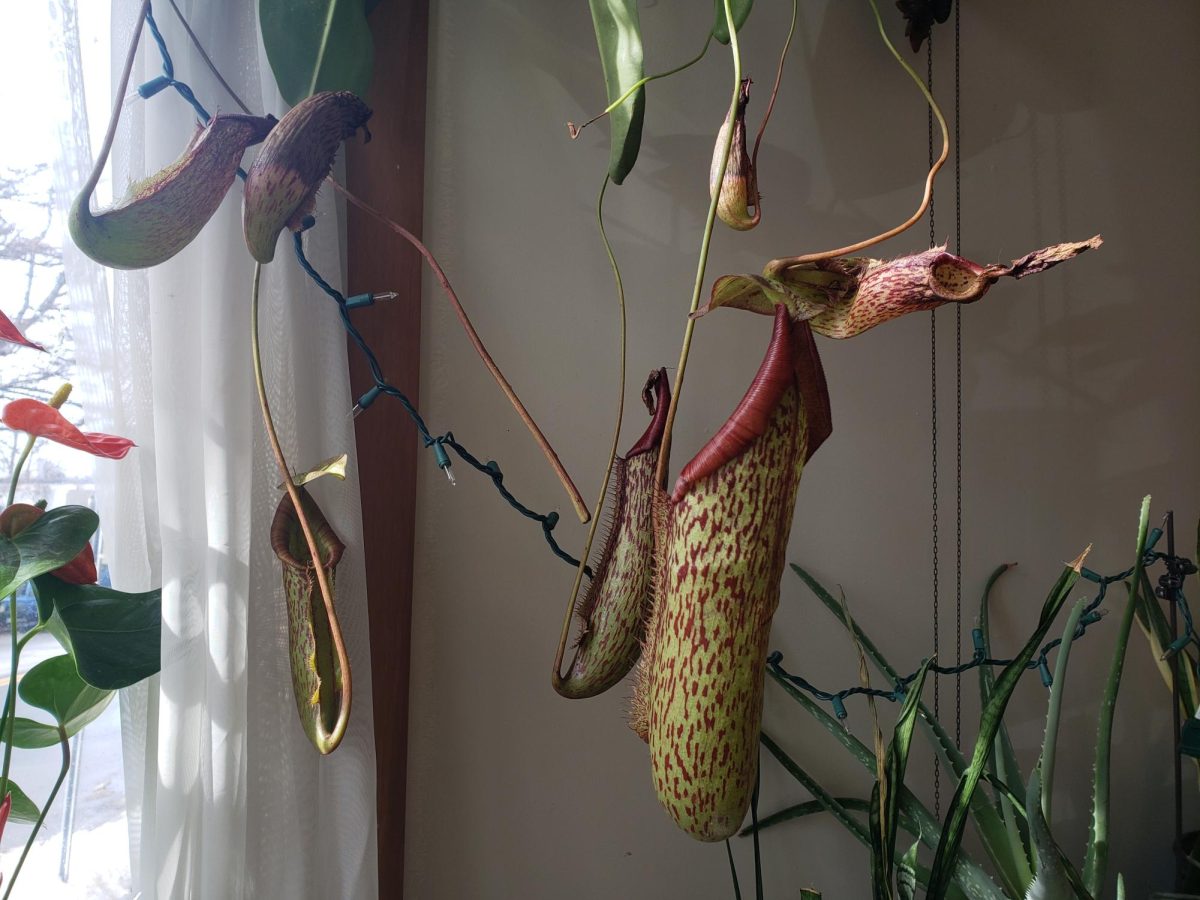 Tropical Pitcher Plant 